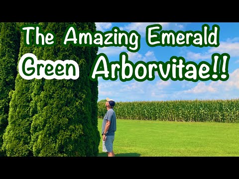 Emerald Green Arborvitaes 🌲🌲 The Ultimate Screening Tree!!