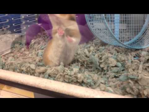 Cute teddy bear hamster at PetCo