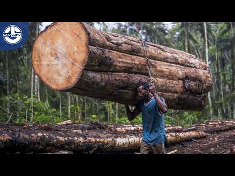 How BALSA Trees Go from Seeds to Industry in Just 5 Years!