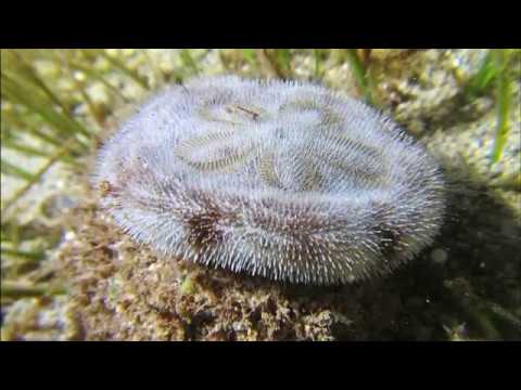 Facts: The Sand Dollar