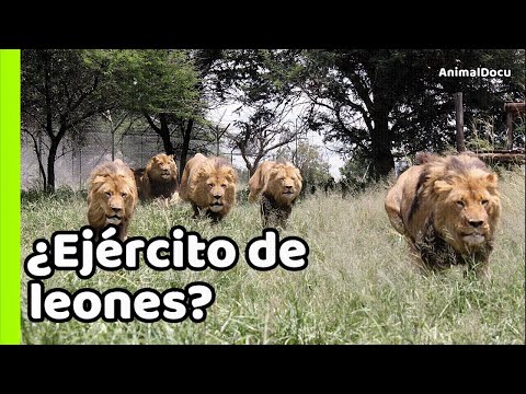 LEONES SKYBED: LA COALICIÓN DE 9 ENORMES REYES