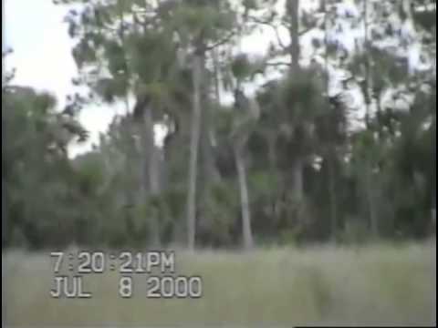 Dave Shealy's 2000 Skunk Ape Footage