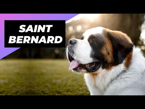 Saint Bernard 🐶 One Of The Laziest Dog Breeds In The World #shorts