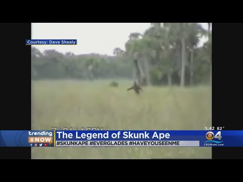 Legend Of Florida's Skunk Ape Lives On