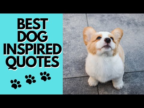 Best Dog Inspired Quotes - Motivational and Inspirational Thoughts