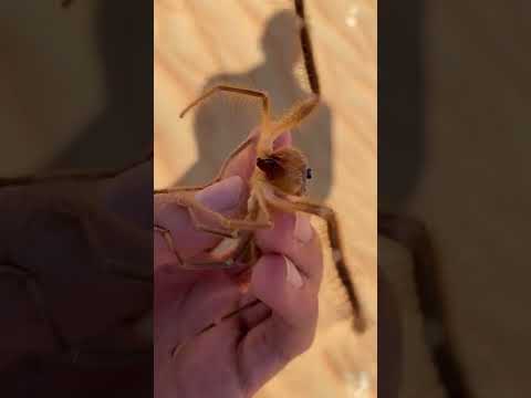 Camel Spiders Chase People