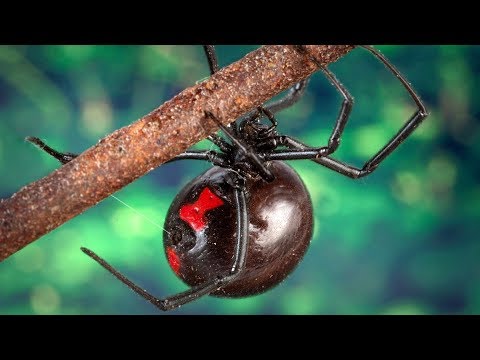 Spiders for Children with Pronunciation (and with photos)