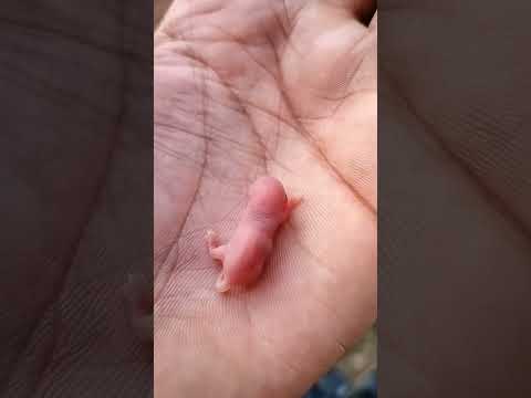 baby rat #youtubeshorts #shorts #baby #babyrat