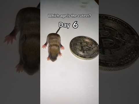 Watch my mouse grow through her baby stage!