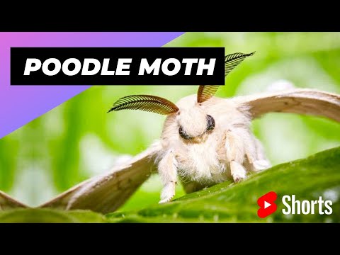 Poodle Moth 🦋 Unique Animal You Have Never Seen #shorts #poodlemoth #insect