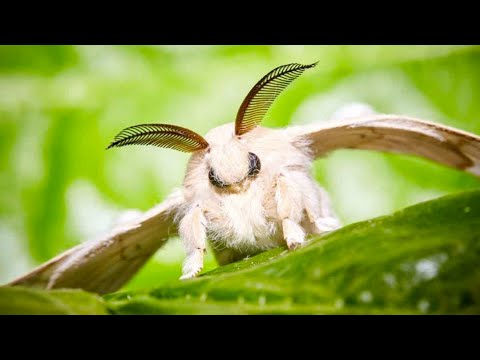 Poodle Moth 🦋 A Unique Animal You Have Never Seen!