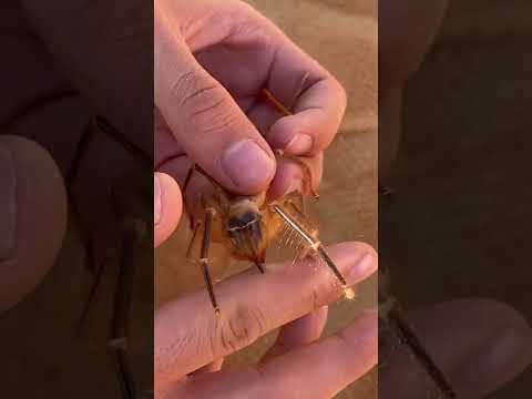 Giant Camel Spider Bite