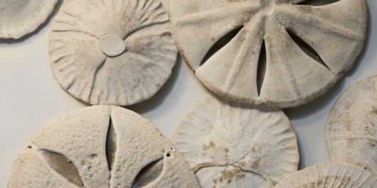 sand dollars