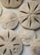 sand dollars